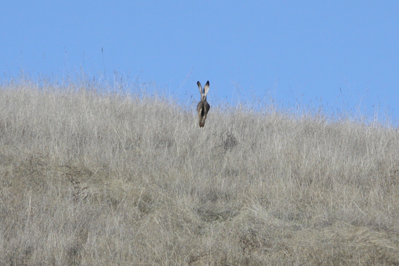 hare